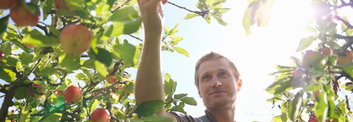 Mann von unten fotografiert pflückt Obst von Baum